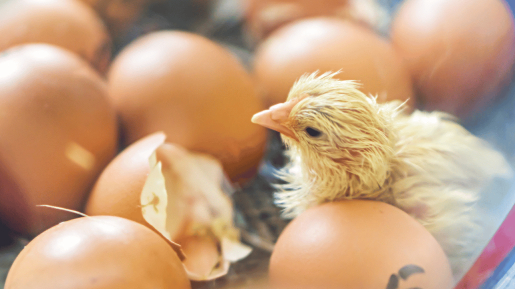 A Importância do Manejo Adequado nos Primeiros Dias de Vida dos Pintinhos